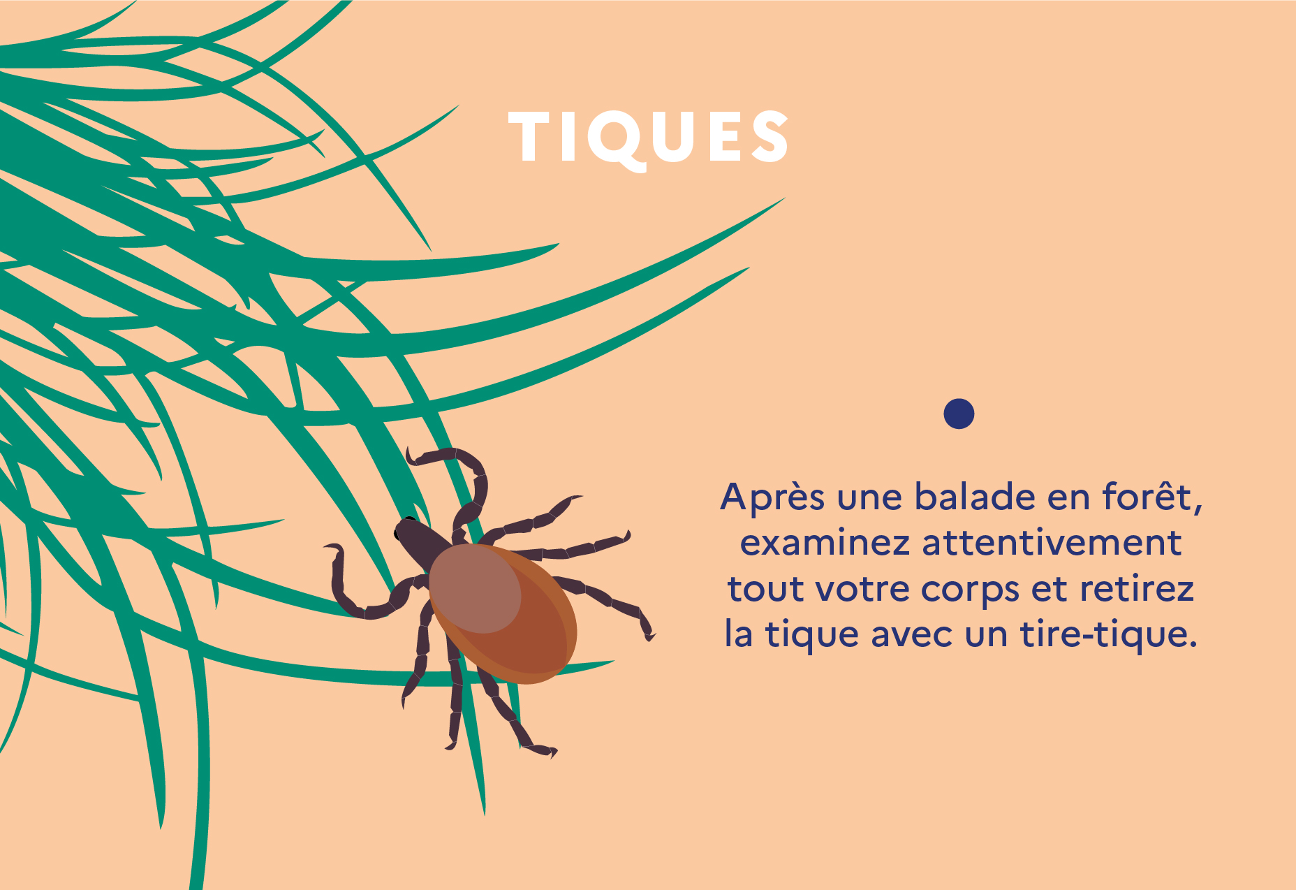 Tique (maladie de Lyme) risques et comment se protéger contre les morsures ? Agence